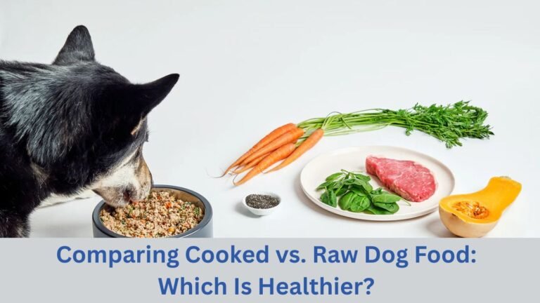 Comparing Cooked vs. Raw Dog Food: Which Is Healthier?