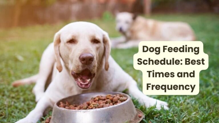 _Dog Feeding Schedule Best Times and Frequency (1)