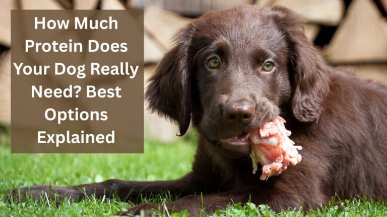 How Much Protein Does Your Dog Really Need? Best Options Explained