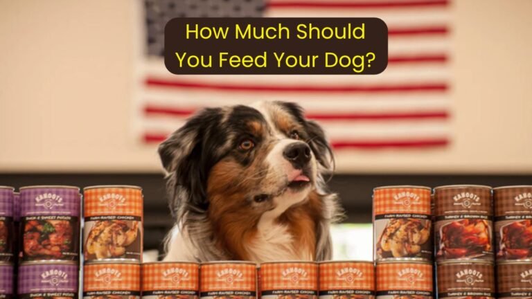 How Often and How Much Should You Feed Your Dog?