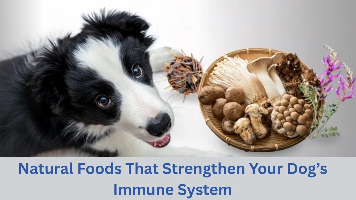 Natural Foods That Strengthen Your Dog’s Immune System