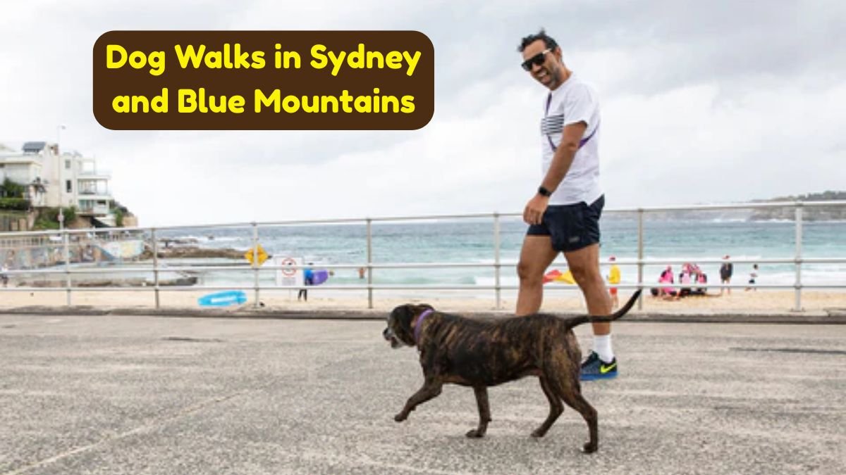 Tail-Wagging Adventures: 15 Best Dog Walks in Sydney and Blue Mountains